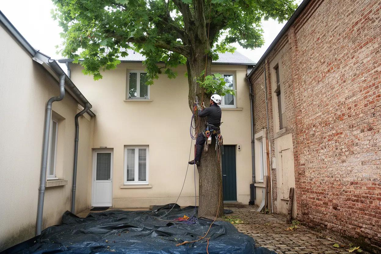 Élagueur grimpeur travaillant sur cordes dans un arbre à Olivet